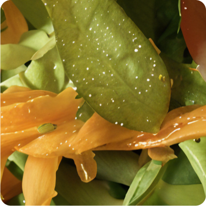 Le restaurant - Région Des Saveurs - Lutzelbourg - Restaurant Hultehouse